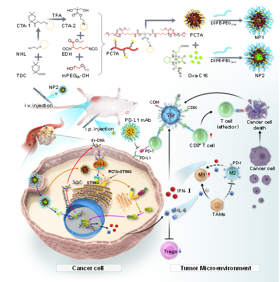 递送四价铂前药的PC7A聚合物纳米药物结合免疫检查点抑制剂通过激活STING通路增强化疗和免疫治疗